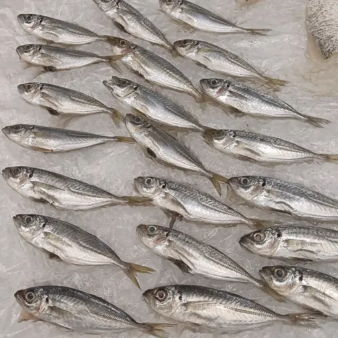멸치 자료 사진