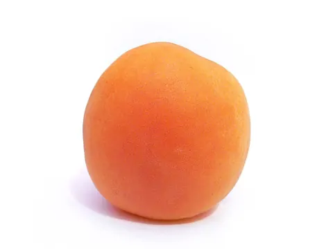 살구 자료 사진