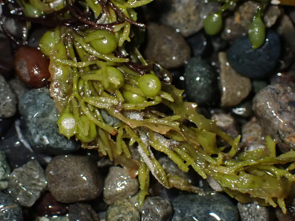 바다에서 관찰한 모자반 Sargassum fulvellum