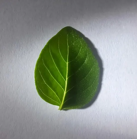 바질 자료 사진