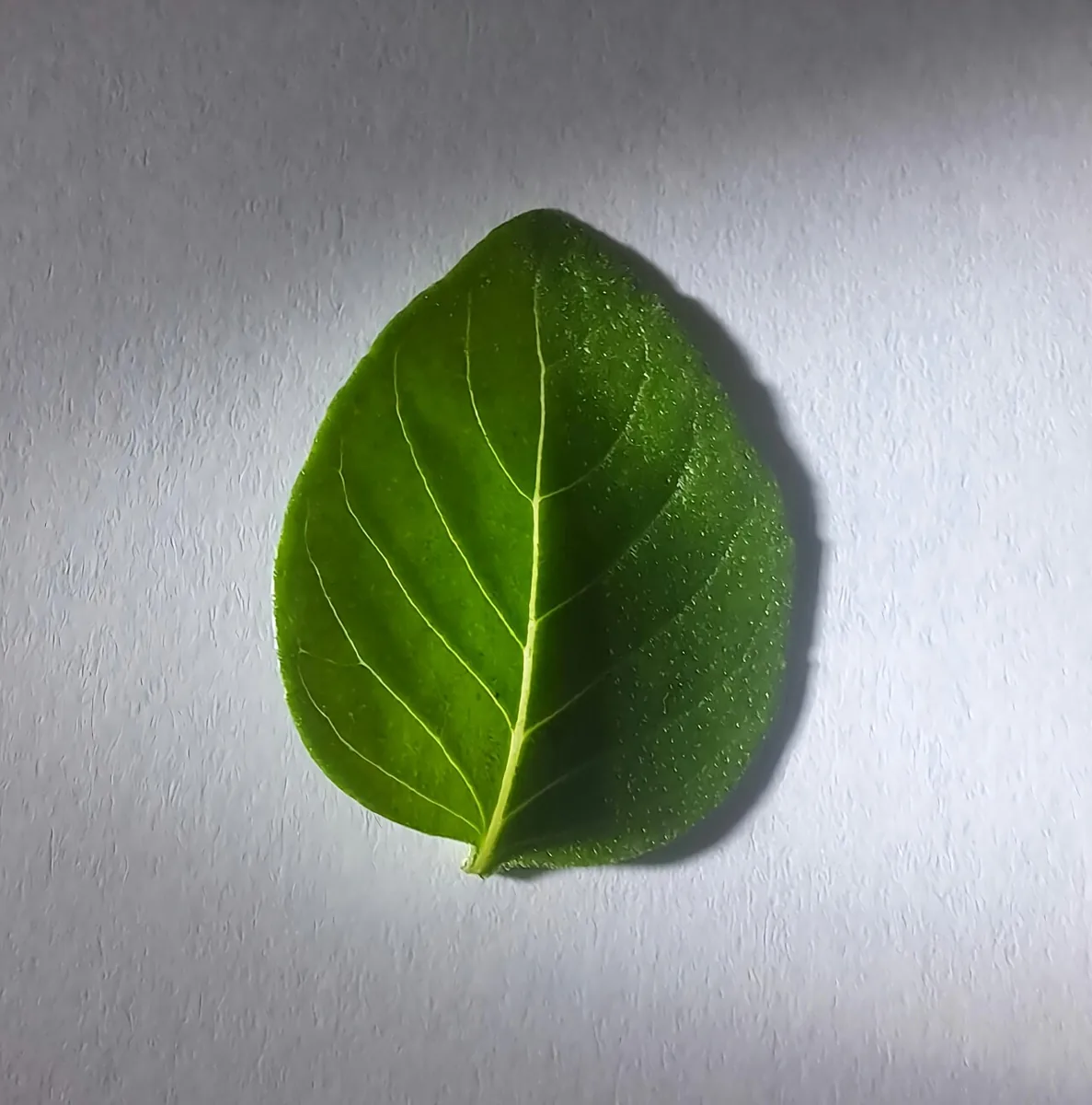 바질 자료 사진