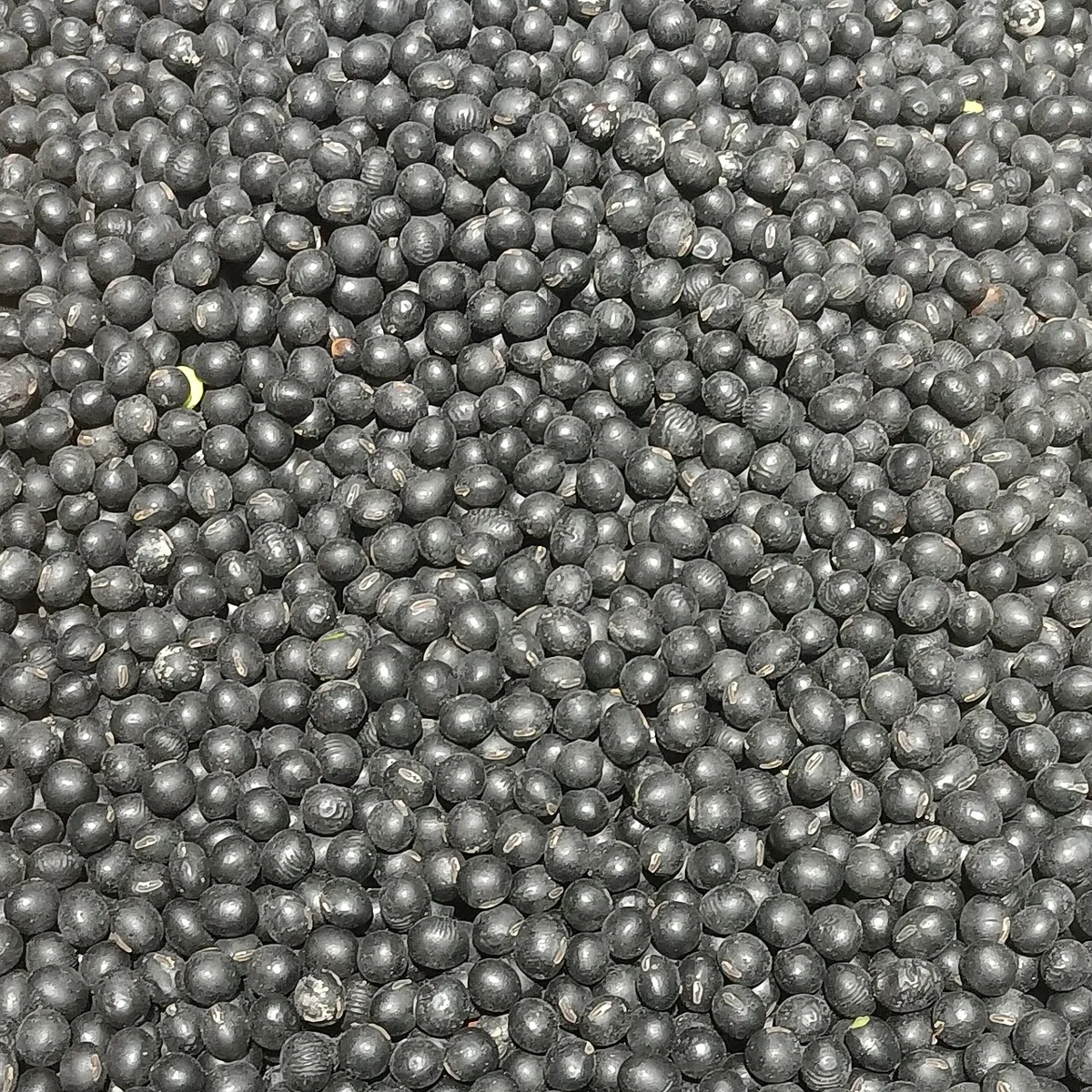 검은콩 자료 사진