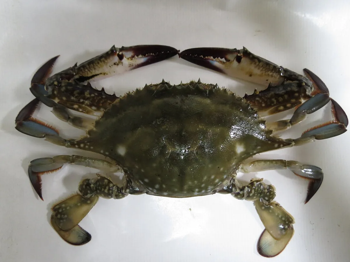 꽃게 자료 사진