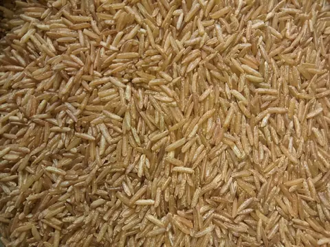 현미 자료 사진