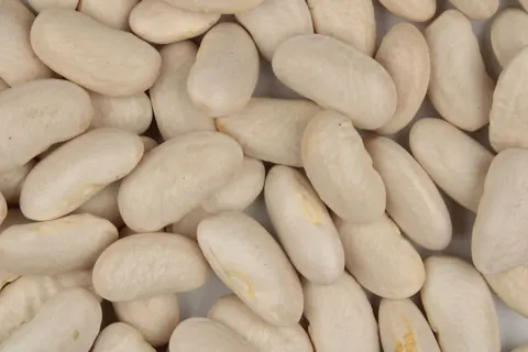 흰강낭콩 자료 사진