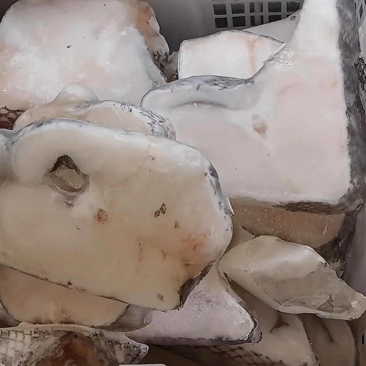 대구 자료 사진