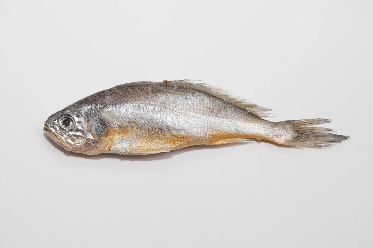 조기 자료 사진