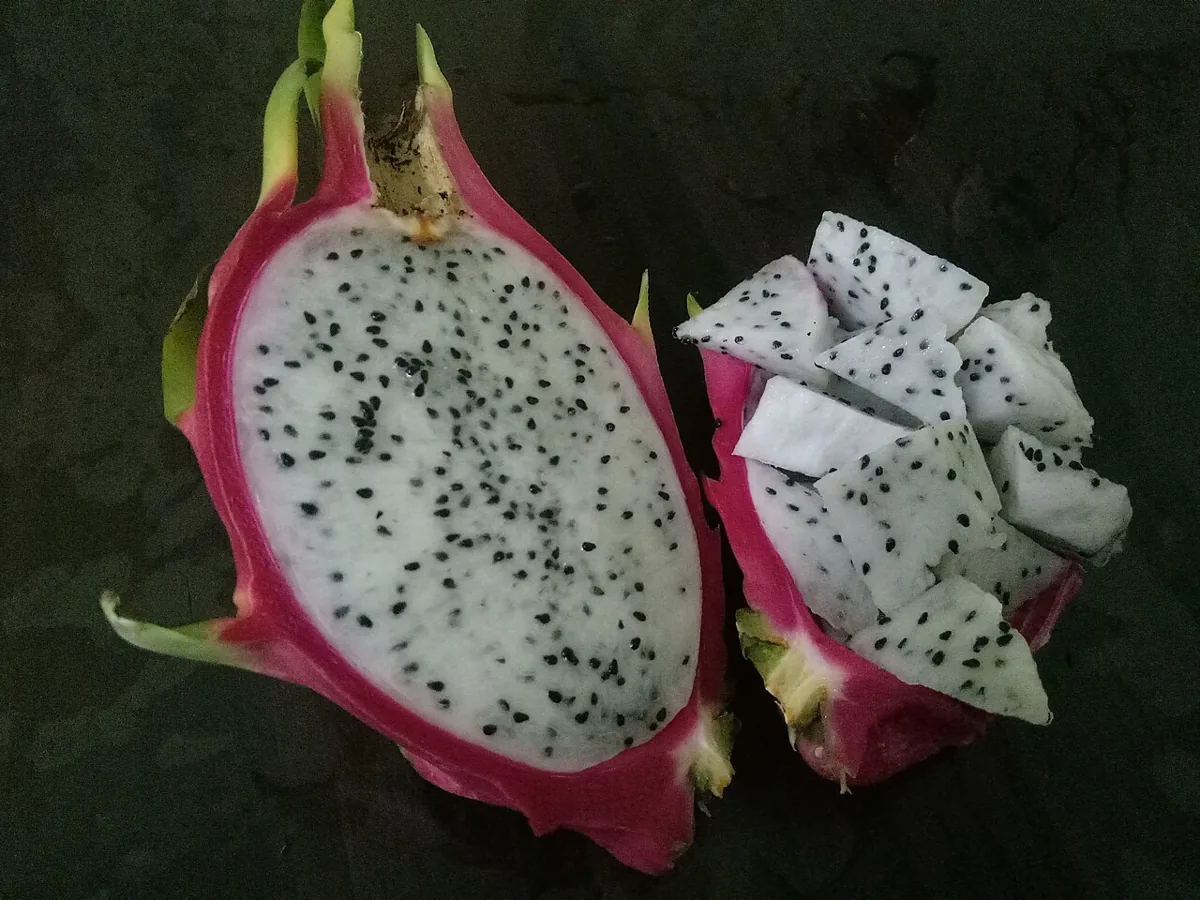 용과 자료 사진