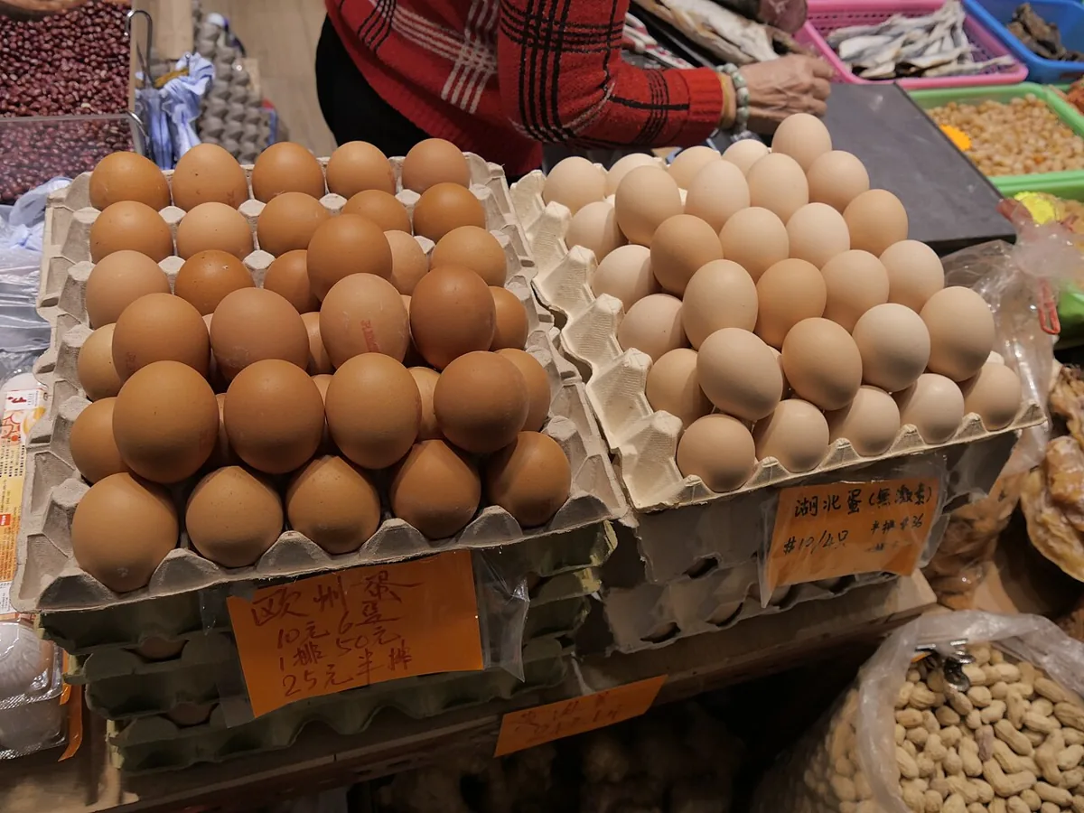 달걀 자료 사진
