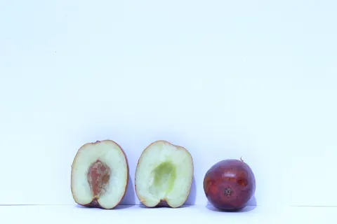 대추 자료 사진