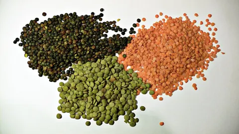 렌틸콩 자료 사진