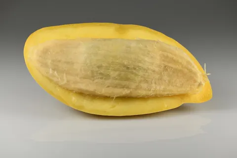 망고 자료 사진