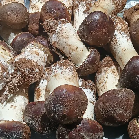 송이버섯 자료 사진