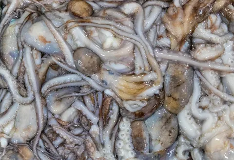 문어 자료 사진