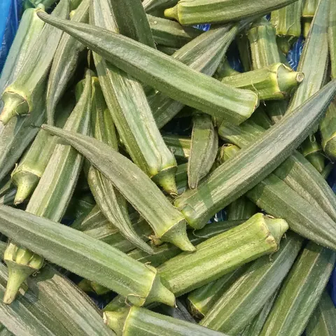 오크라 자료 사진
