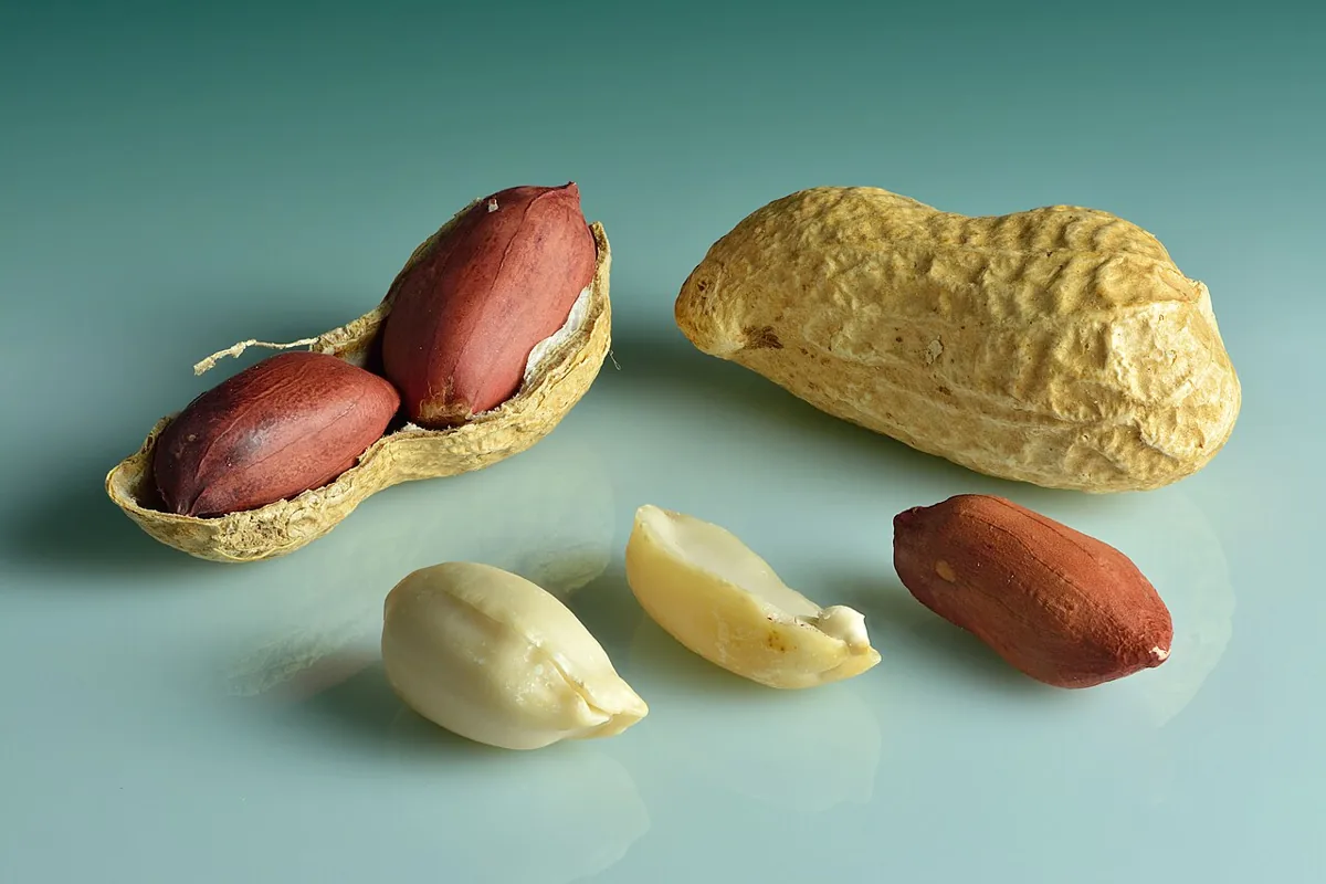 땅콩 자료 사진