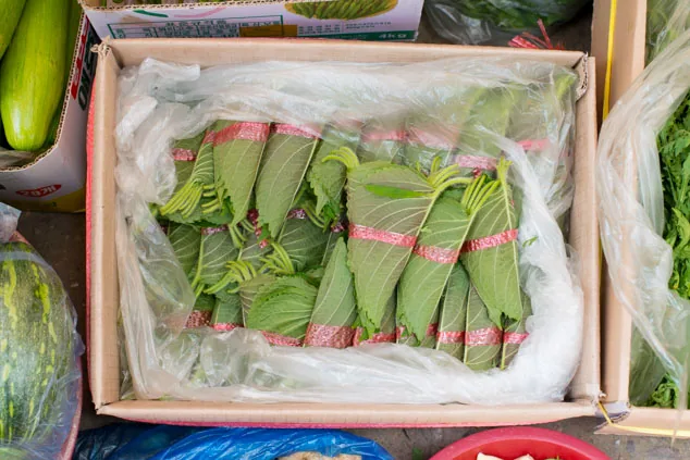 깻잎 자료 사진