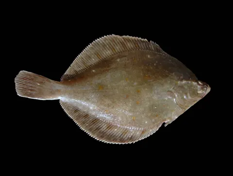 가자미과에 속하는 유럽산 가자미(Pleuronectes platessa)