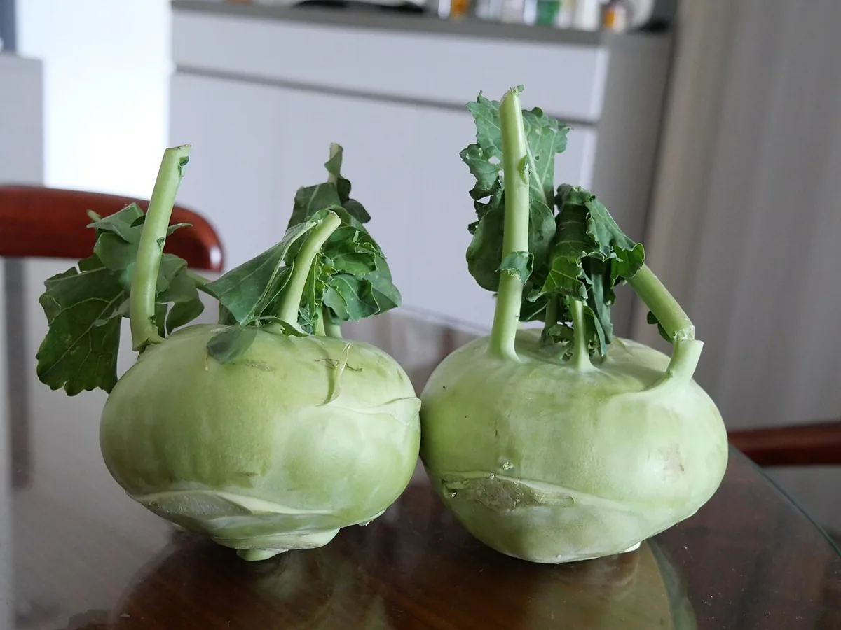콜라비 식재료 사진