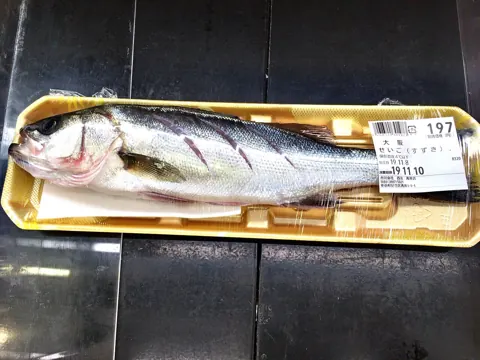 일본 식료품점에서 판매하는 농어(Lateolabrax japonicus)