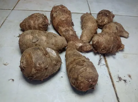토란 식재료 사진
