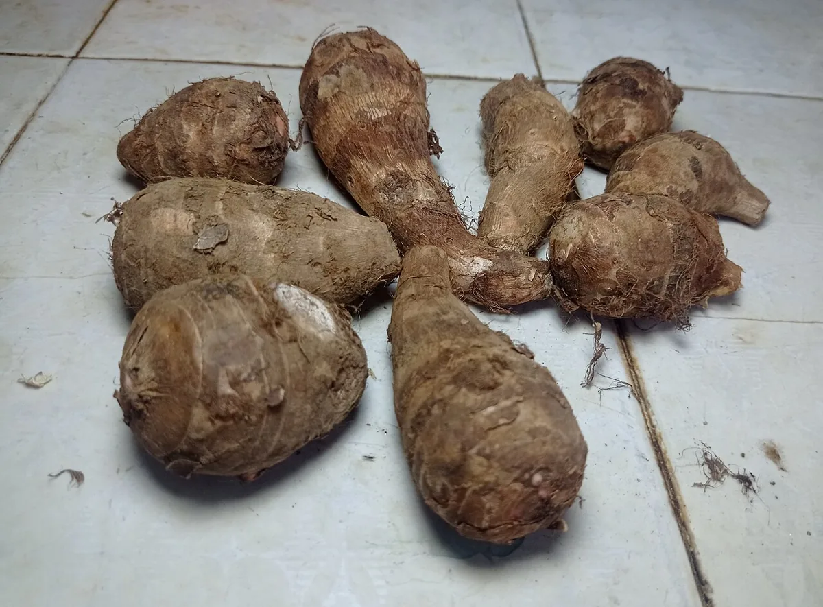 토란 식재료 사진