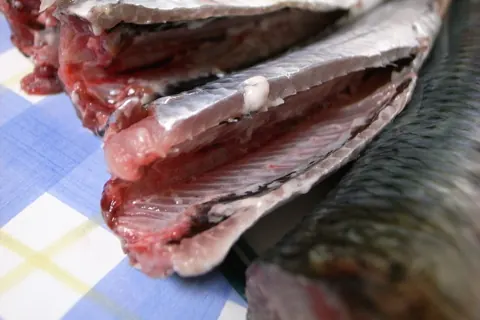 정어리 자료 사진