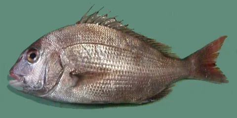 도미 자료 사진