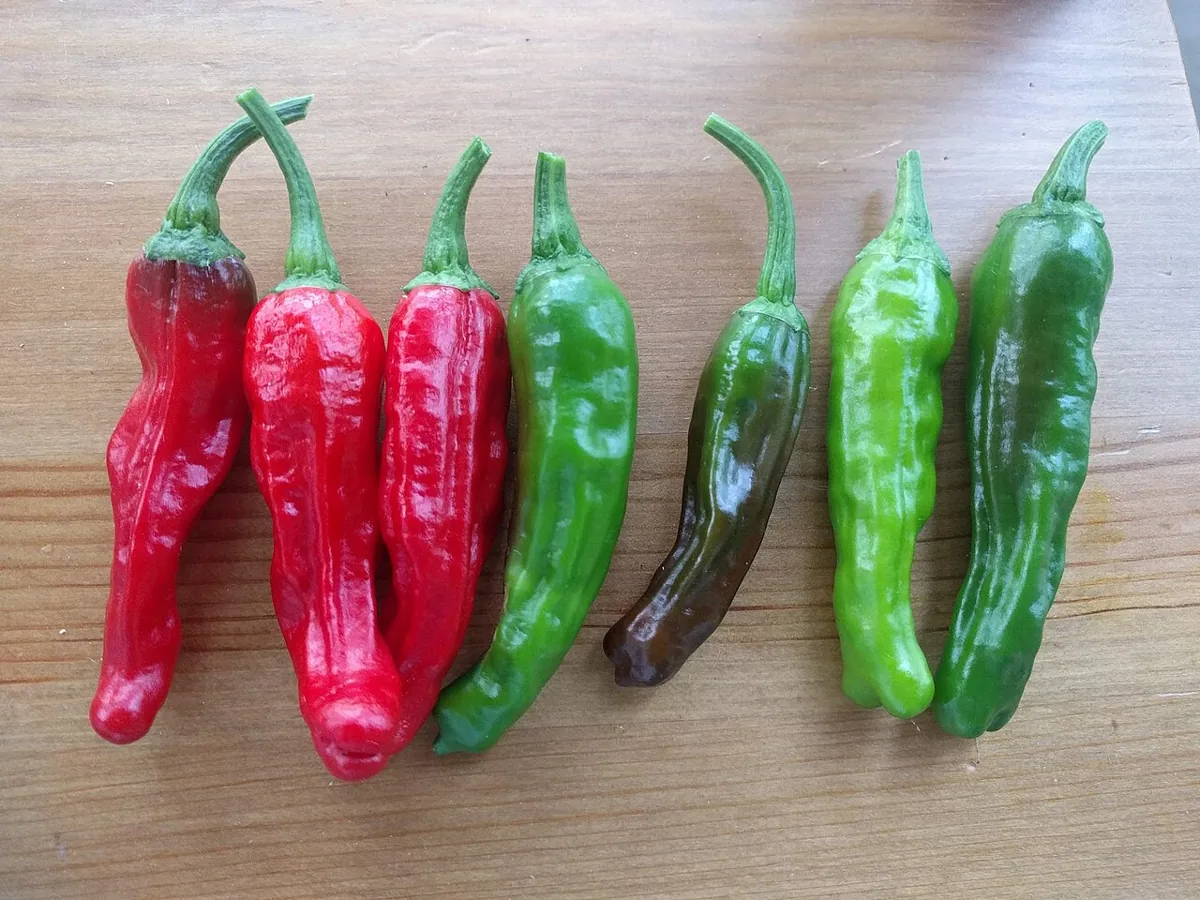 꽈리고추 자료 사진