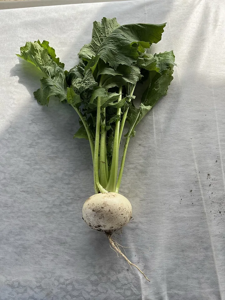 순무 자료 사진