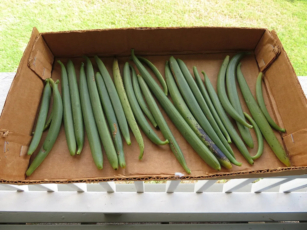 바닐라 자료 사진